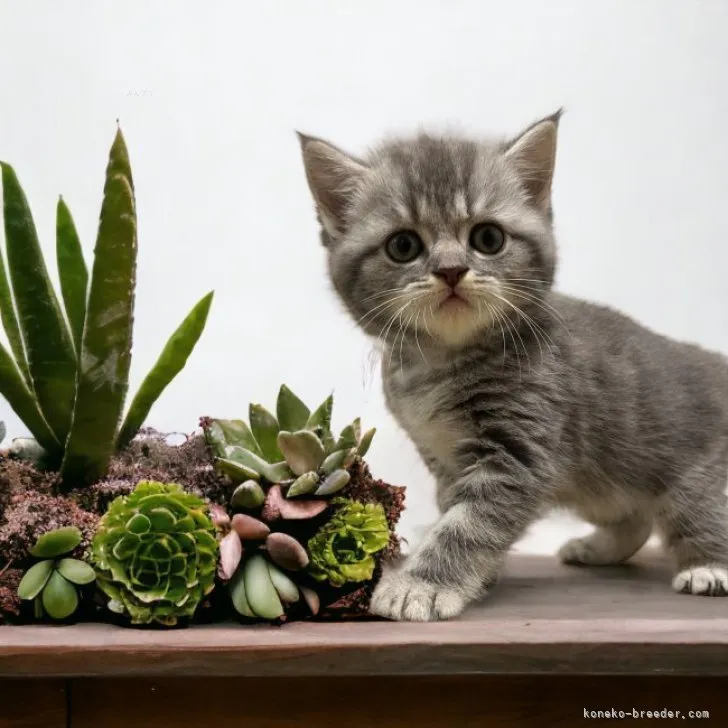 ID：2309-02364の子猫