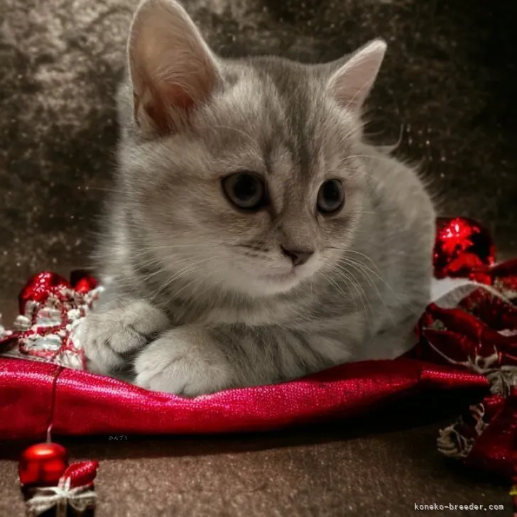 ID:2311-02508の子猫