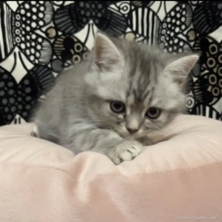 ID:2311-02503の子猫