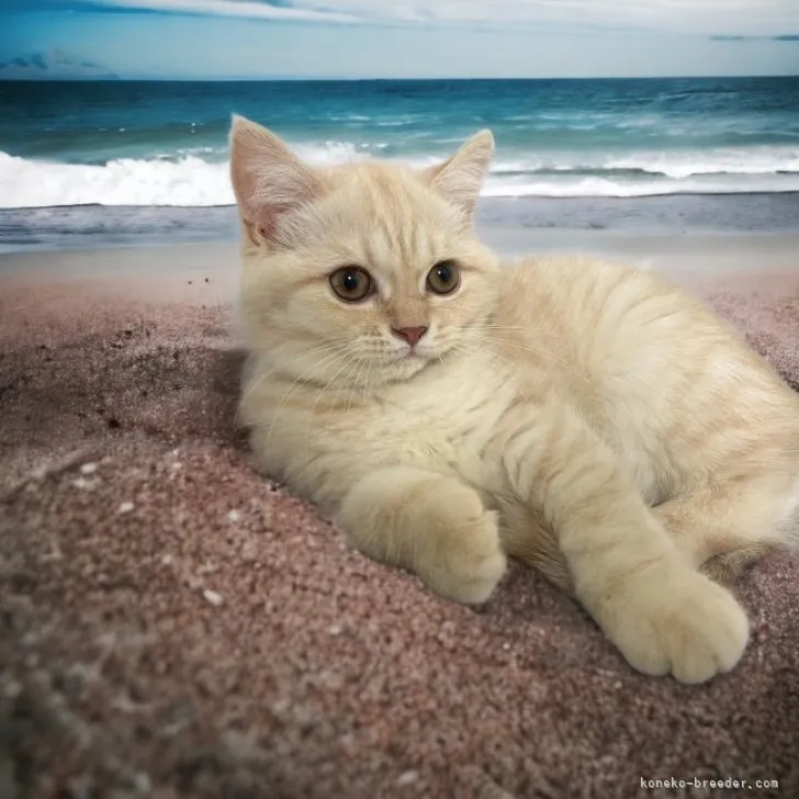 ID:2305-01154の子猫