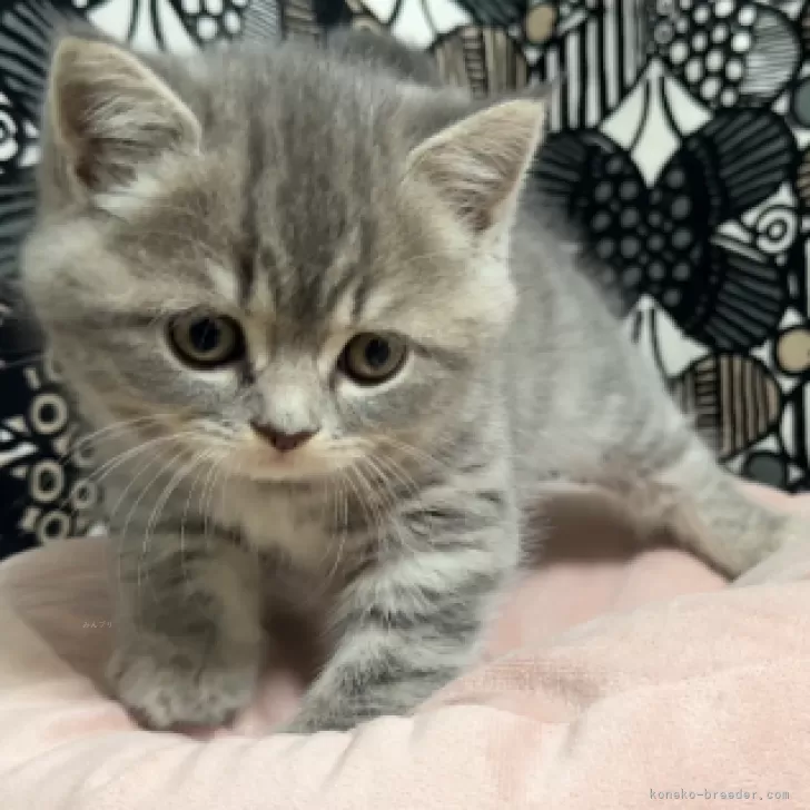 ID:2411-00153の子猫