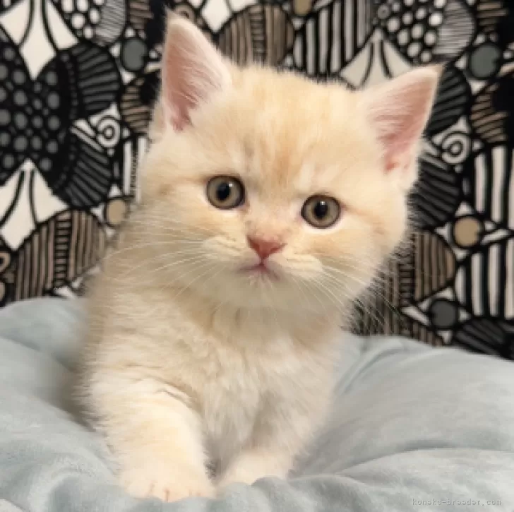 ID:2411-00159の子猫
