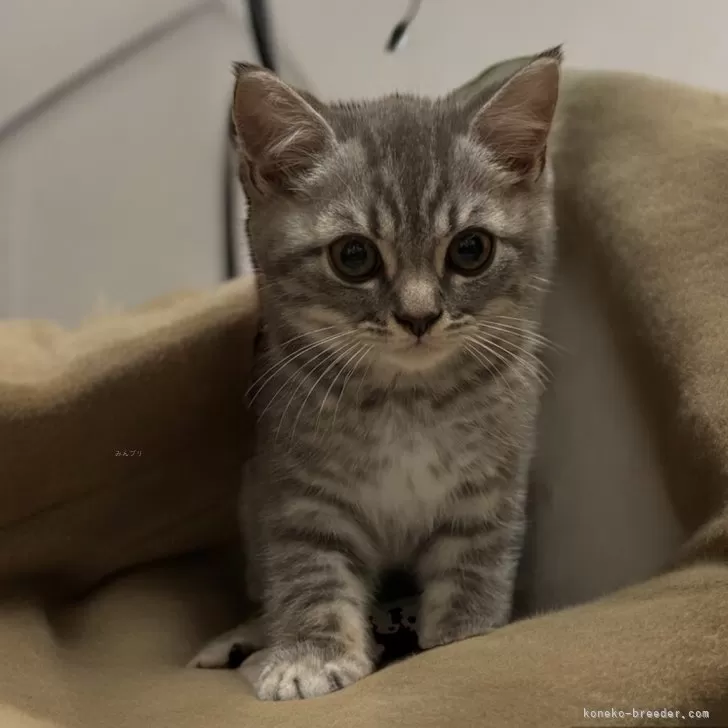 ID:2405-01956の子猫