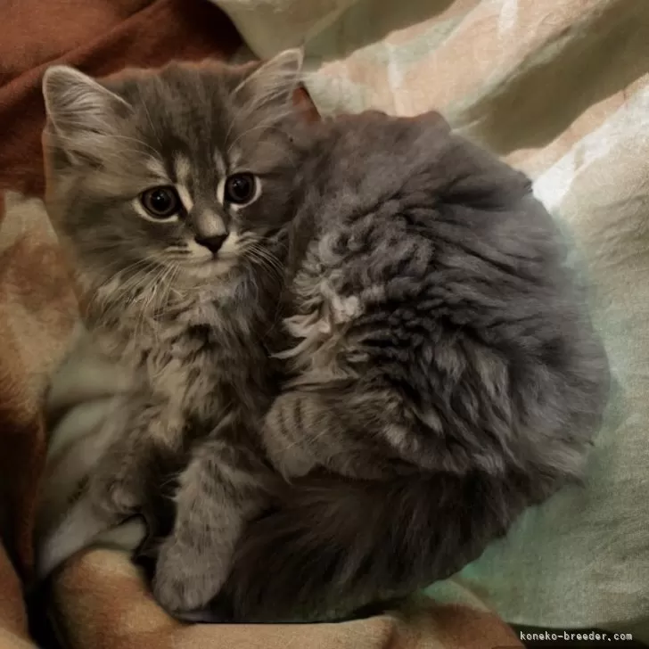 ID:2404-03411の子猫