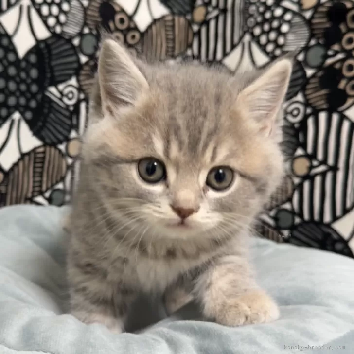 ID:2411-00161の子猫