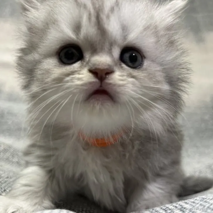 ID：2305-01252の子猫