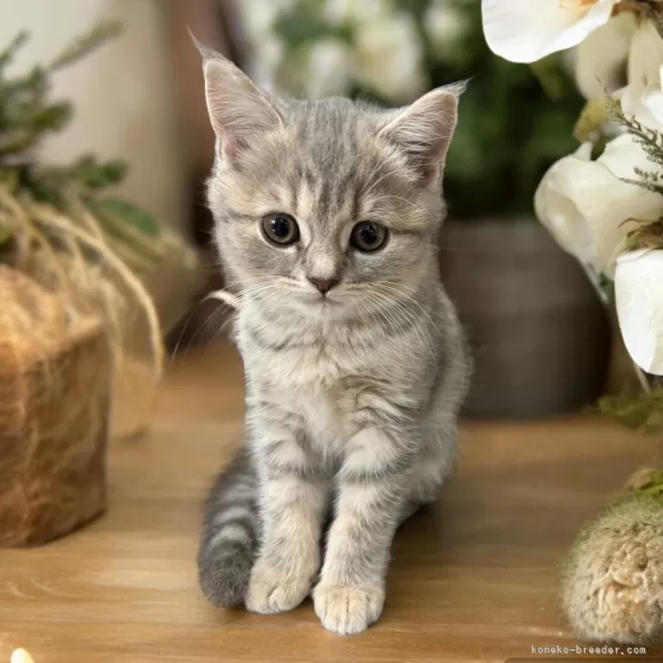 ID:2405-01959の子猫