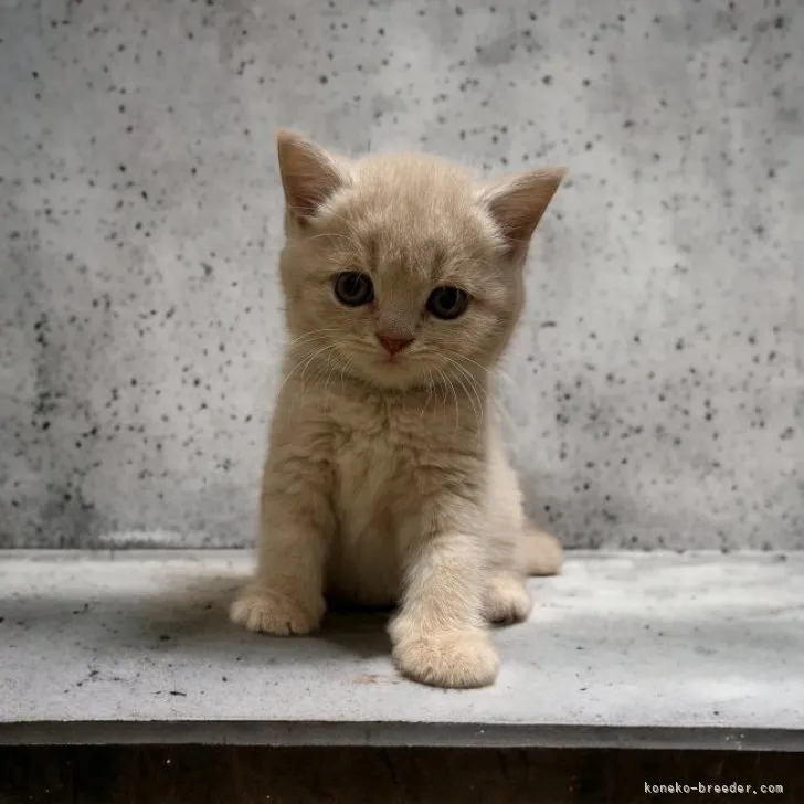 ID:2309-02367の子猫