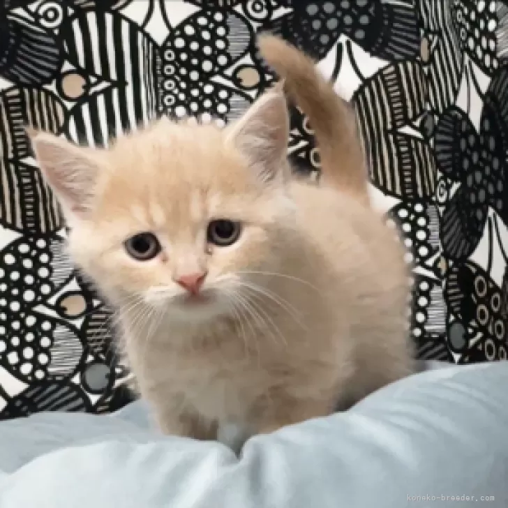 ID：2411-00170の子猫