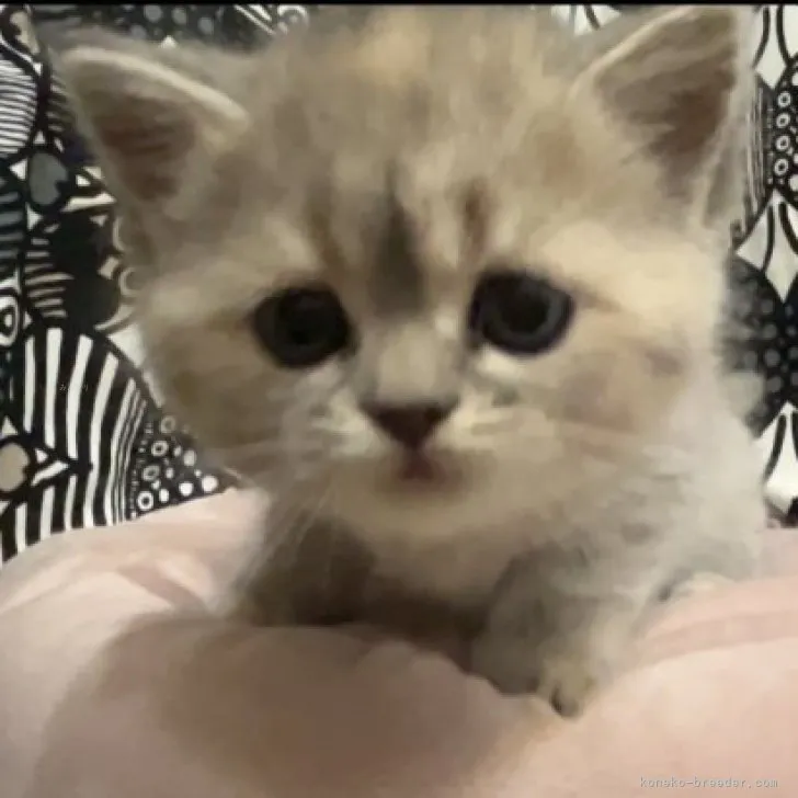 ID：2311-01349の子猫