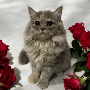 フォールデックス【東京都・女の子・2024年4月5日・ブルーパッチドタビー（長毛）】の写真「❤️新猫種フォールデックス❤️夏の大特価❤️」