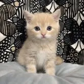 フォールデックス【東京都・男の子・2023年9月21日・クリームタビー】の写真1