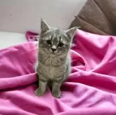 フォールデックス【東京都・女の子・2023年9月21日・ブルータビー】の写真1