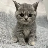 フォールデックス【東京都・女の子・2023年3月29日・ブルータビー】の写真1