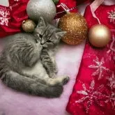 フォールデックス【東京都・女の子・2023年9月21日・ブルーパッチドタビー】の写真1