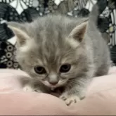 フォールデックス【東京都・女の子・2024年4月9日・ブルータビー】の写真2