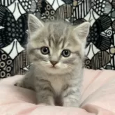 フォールデックス【東京都・女の子・2024年9月17日・ブルータビー】の写真2