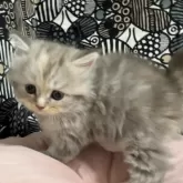 フォールデックス【東京都・女の子・2024年4月5日・ブルーパッチドタビー】の写真3