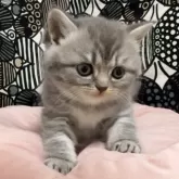 フォールデックス【東京都・女の子・2024年4月5日・ブルータビー】の写真3