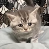 フォールデックス【東京都・男の子・2024年4月5日・ブルータビー】の写真3