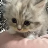 フォールデックス【東京都・女の子・2024年4月5日・ブルーパッチドタビー】の写真4