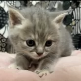 フォールデックス【東京都・女の子・2024年4月9日・ブルータビー】の写真4