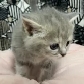 フォールデックス【東京都・女の子・2024年4月9日・ブルータビー】の写真5