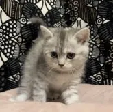 フォールデックス【東京都・女の子・2023年9月28日・ブルーパッチドタビー】の写真5