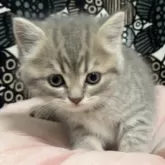 フォールデックス【東京都・女の子・2024年9月17日・ブルータビー】の写真5