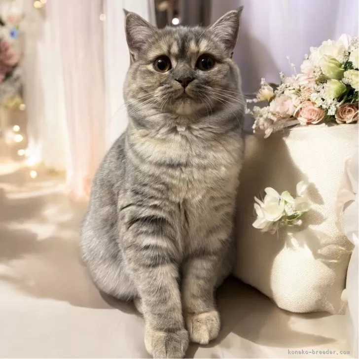 ID:2411-00171の子猫