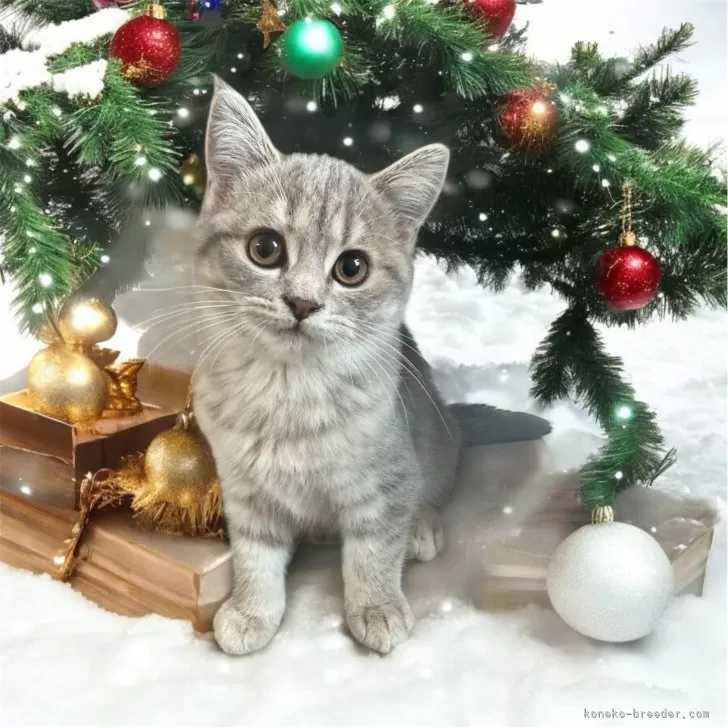 ID:2411-00177の子猫