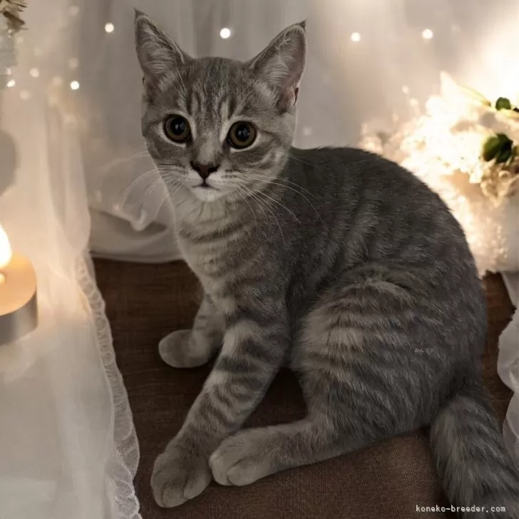 ID：2505-03483の子猫