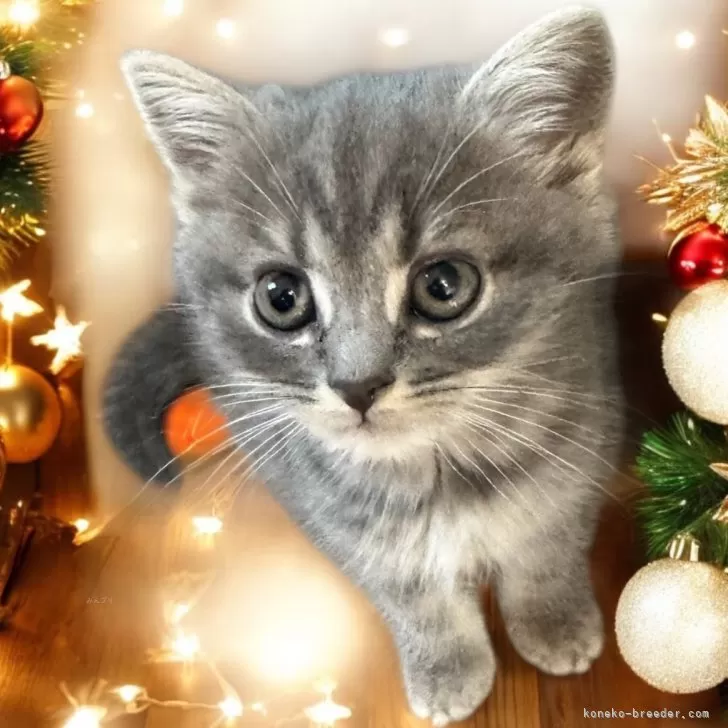 ID:2412-02102の子猫
