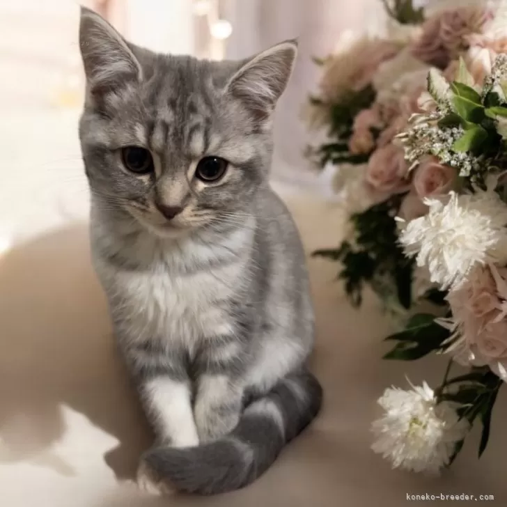Barbie 様のお迎えした子猫