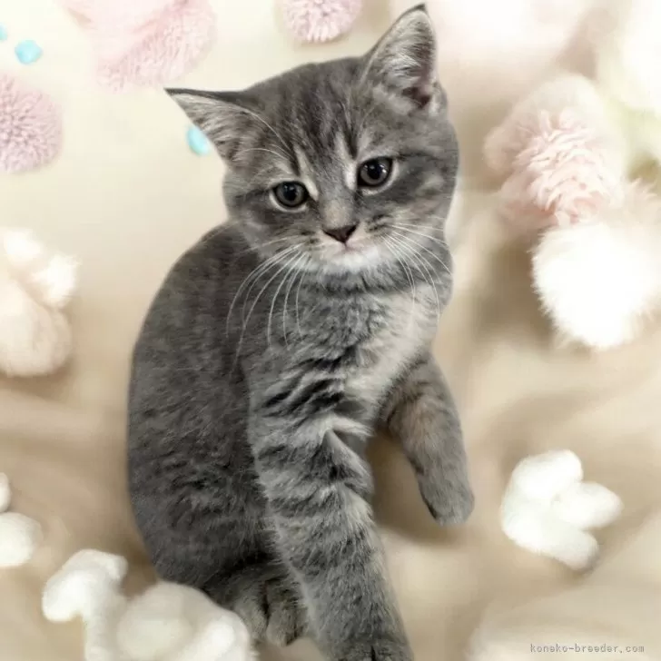 ID:2412-02462の子猫
