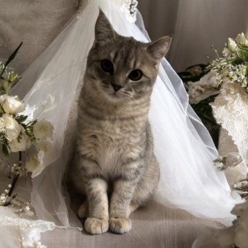 フォールデックス【東京都・女の子・2024年9月17日・ブルータビー（短毛）】の写真「💖キリッとアーモンドアイの猛烈ツンデレちゃん💖」