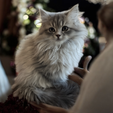フォールデックス【東京都・女の子・2025年8月4日・ブルータビー（長毛）】の写真「❤️ちょっと勝ち気な小柄な女の子❤️」