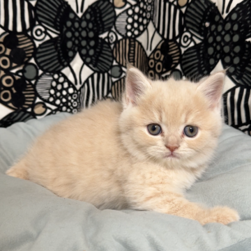 フォールデックス【東京都・男の子・2025年9月11日・クリームタビー（短毛）】の写真「❤️ブスっとした不機嫌な顔がlovely❤️」