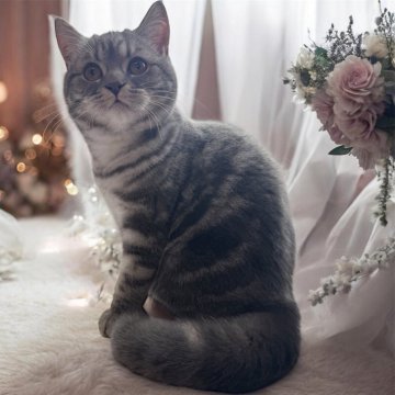 フォールデックス【東京都・女の子・2025年9月11日・ブルータビー（短毛）】の写真「❤️寄ってくる&乗ってくる人懐っこい❤️」