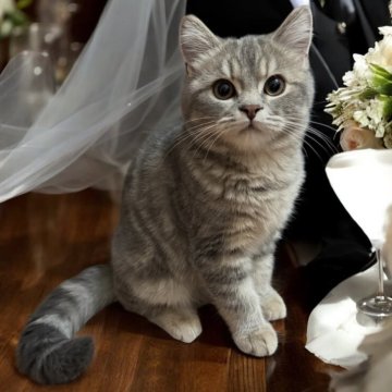 フォールデックス【東京都・男の子・2025年8月4日・ブルータビー（短毛）】の写真「✨💕毛艶が綺麗で可愛い男の子💕✨」