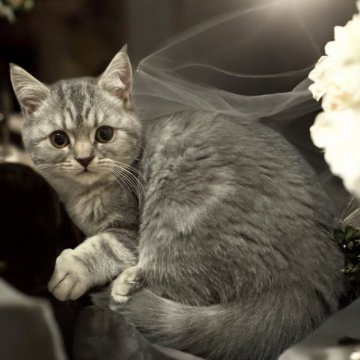 フォールデックス【東京都・女の子・2025年9月11日・ブルータビー（短毛）】の写真「✨💕寄ってくる&乗ってくる人懐っこい💕✨」