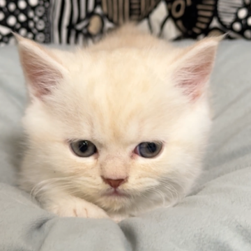 フォールデックス【東京都・男の子・2025年9月11日・クリームタビー（短毛）】の写真「❤️ちっこくて元気な男の子❤️」