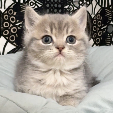 フォールデックス【東京都・男の子・2025年9月11日・ブルータビー（短毛）】の写真「❤️毛質がしっとりフワフワ！女の子みたいな男の❤️」