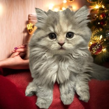 フォールデックス【東京都・女の子・2025年9月11日・ブルーパッチドタビー（長毛）】の写真「❤️モフモフふわふわのゴー☆ジャスな女の子❤️」