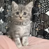 フォールデックス