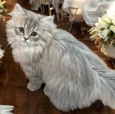 フォールデックス