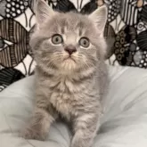 フォールデックス【東京都・男の子・2025年9月11日・ブルータビー】の写真1