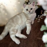 フォールデックス