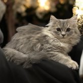 フォールデックス