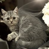 フォールデックス